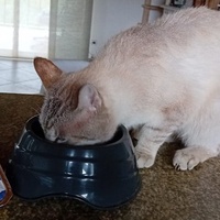 photo de livraison pour Les Chats libres de Fleurance