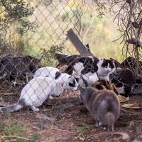 photo de livraison pour Les Pattounes de l'Espoir