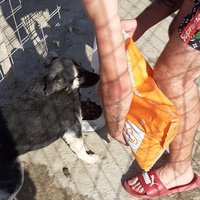 photo de livraison pour Animal Shields Oradea