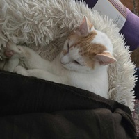 photo de livraison pour Amis de Myrtille
