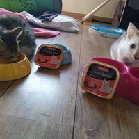 photo de livraison pour Stérilcat 80