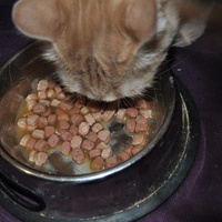 photo de livraison pour Equani, Compassion pour Tous