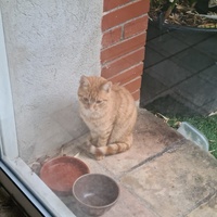 photo de livraison pour MIM Ô CHATS