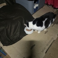 photo de livraison pour Les Chats De QUEAUX