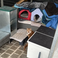 photo de livraison pour SADF (Sauvetage des animaux domestiques de France)