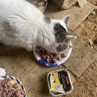 photo de livraison pour Les Chats De QUEAUX