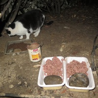 photo de livraison pour Chat Libre de l'Ile du Ramier
