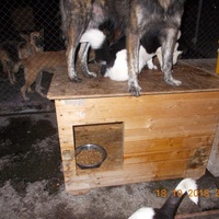 photo de livraison pour Pro Animals Finland ry