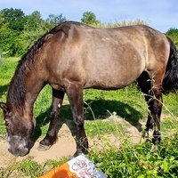 photo de livraison pour Equi-Libre : Droit à la Retraite Equine