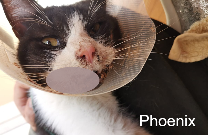 Phoenix Le Gang Des Matous Animal Webaction