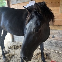 photo de livraison pour Association Equi’souffle