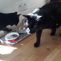 photo de livraison pour Les Chats libres de Fleurance