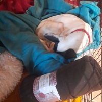 photo de livraison pour La Bleue