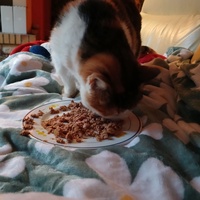 photo de livraison pour CAPPA