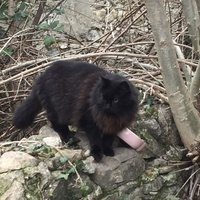 photo de livraison pour Les Chats Perchés de Mirmande