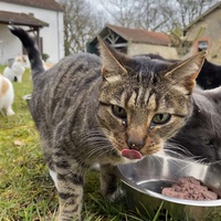 photo de livraison pour Les chats de Feelin’ Good