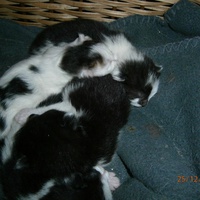 photo de livraison pour Adoption Féline Estuaire