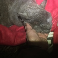 photo de livraison pour Félin Pour L’Hôte