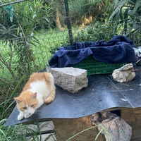 photo de livraison pour Les chats de chez nous
