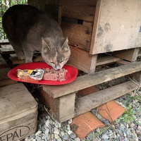 photo de livraison pour Les chats de chez nous