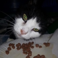 photo de livraison pour Amicale Chats