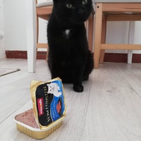 photo de livraison pour L’École du Chat de Saint-Denis Langevin