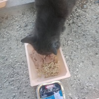 photo de livraison pour Les Chats-Pitresdelavi-Ste
