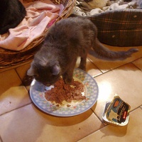 photo de livraison pour Protection Animale Berroise