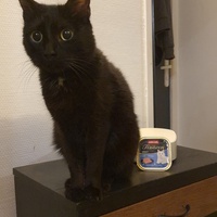 photo de livraison pour Aux Bonheurs des Aristochats