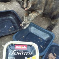 photo de livraison pour Les Chats-Pitresdelavi-Ste
