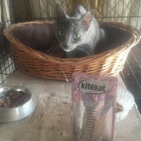 photo de livraison pour Association des Chats Camarguais