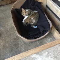 photo de livraison pour Les Chats Libres Condom 32