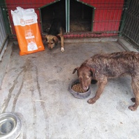 photo de livraison pour Friends for second hand paws vzw