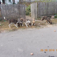 photo de livraison pour Pro Animals Finland ry