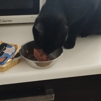 photo de livraison pour Cat Miaou