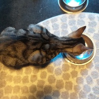 photo de livraison pour Le Souffle de Bastet