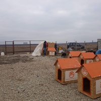 photo de livraison pour Animal Shields Oradea