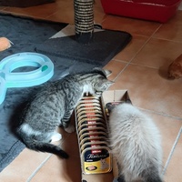 photo de livraison pour Bien vivre avec les Chats Sallélois