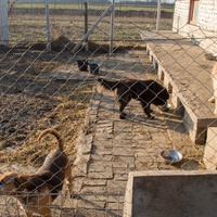 photo de livraison pour Azil Bella