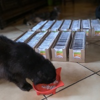 photo de livraison pour URGENCE AIDE ANIMAUX