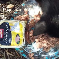 photo de livraison pour Les Chats-Pitresdelavi-Ste