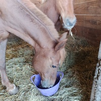 photo de livraison pour Les Chevaux d'Elo