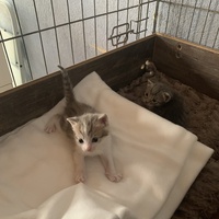 photo de livraison pour Association des Chats Camarguais