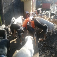 photo de livraison pour Europe4strays
