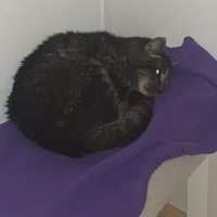 photo de livraison pour Protect Cat