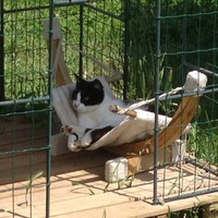 photo de livraison pour Association Des  Chats  De Hyeres