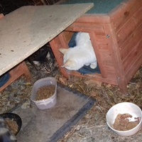 photo de livraison pour Les Chats Libres de la Canterrane