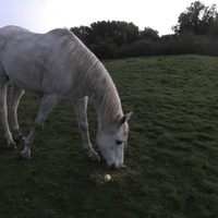 photo de livraison pour Assocheval