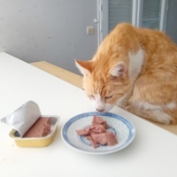 photo de livraison pour Les Félins Concitoyens de Saint Eliph