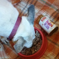 photo de livraison pour AVRAH